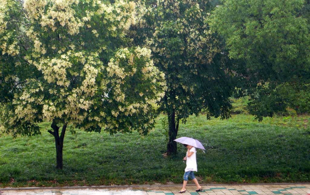 雨中漫步 摄影 翰墨