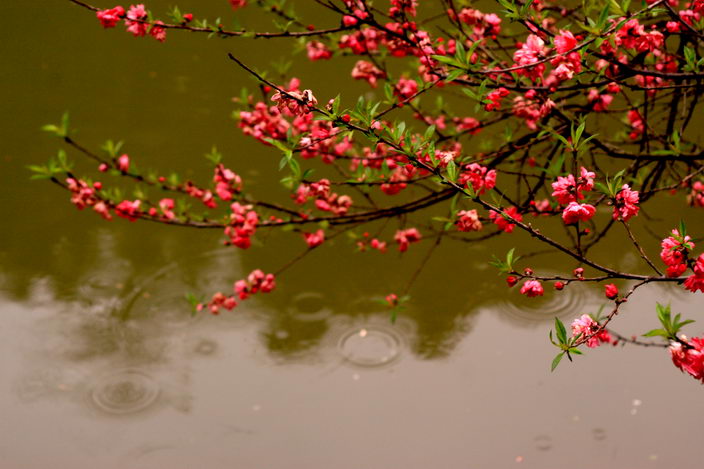 桃花依旧笑春雨 摄影 xinshan