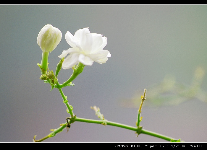 茉莉花 摄影 我爱仙人掌