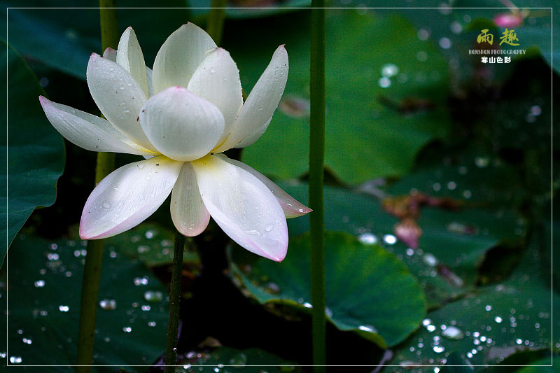 雨趣 摄影 寒山