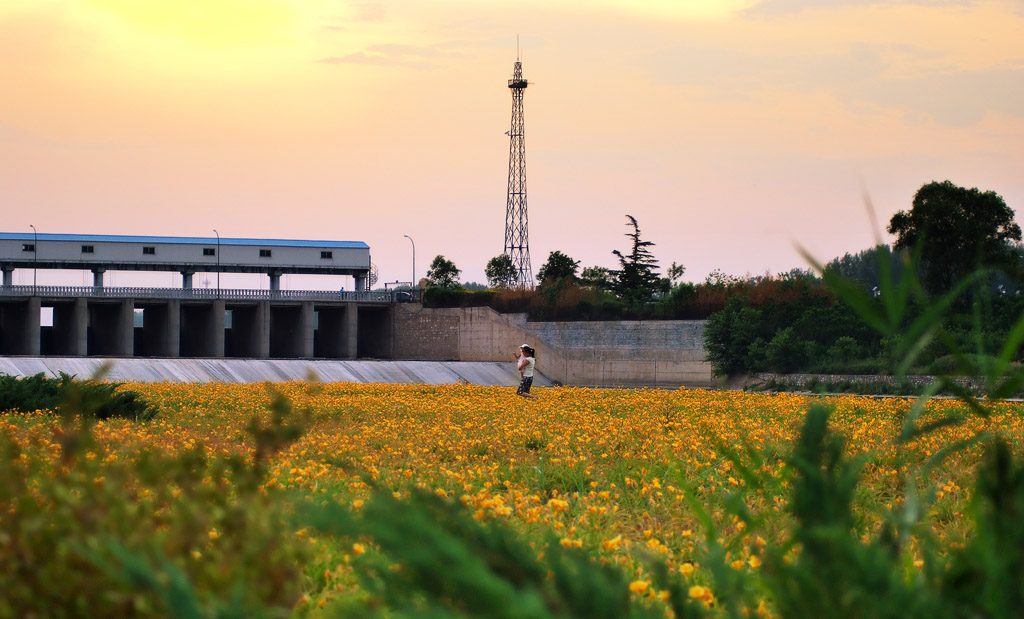 花海夕阳 摄影 苗思