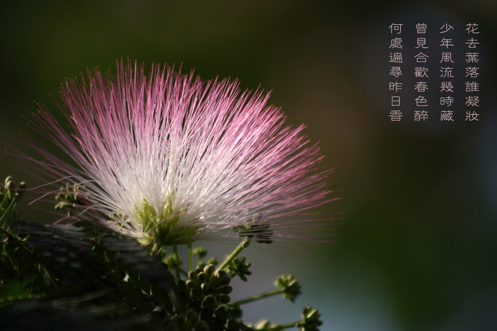 咏合欢花 摄影 清风剑