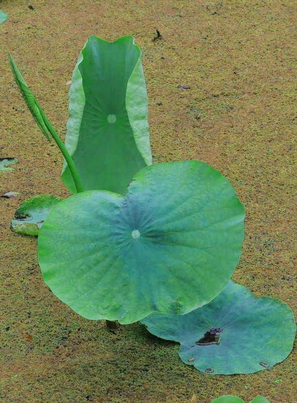 荷花--3       嫩芽初緑 摄影 熊光