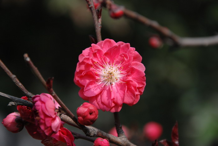 花 摄影 闲时爱拍