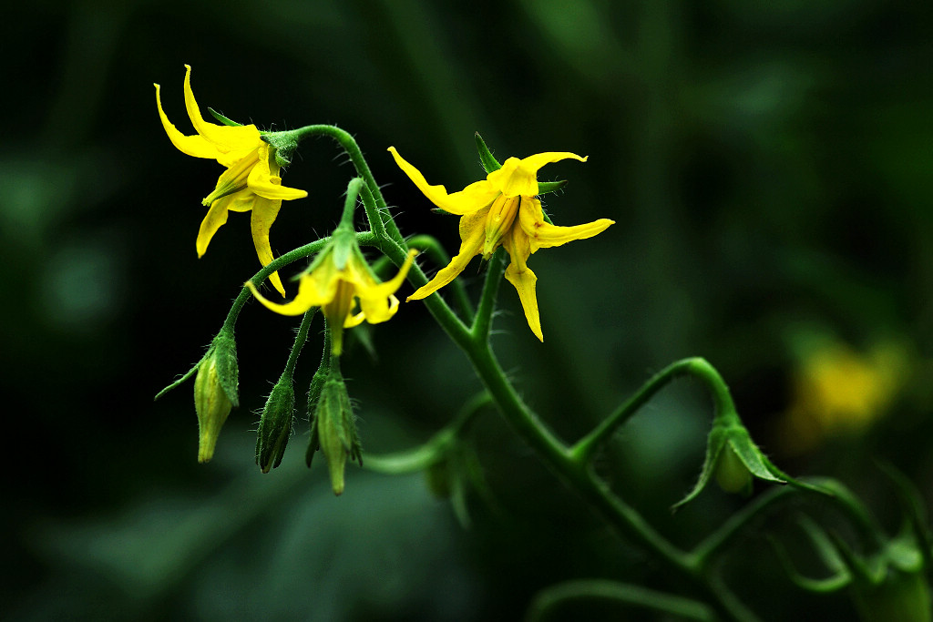 菜花 摄影 海山掠影