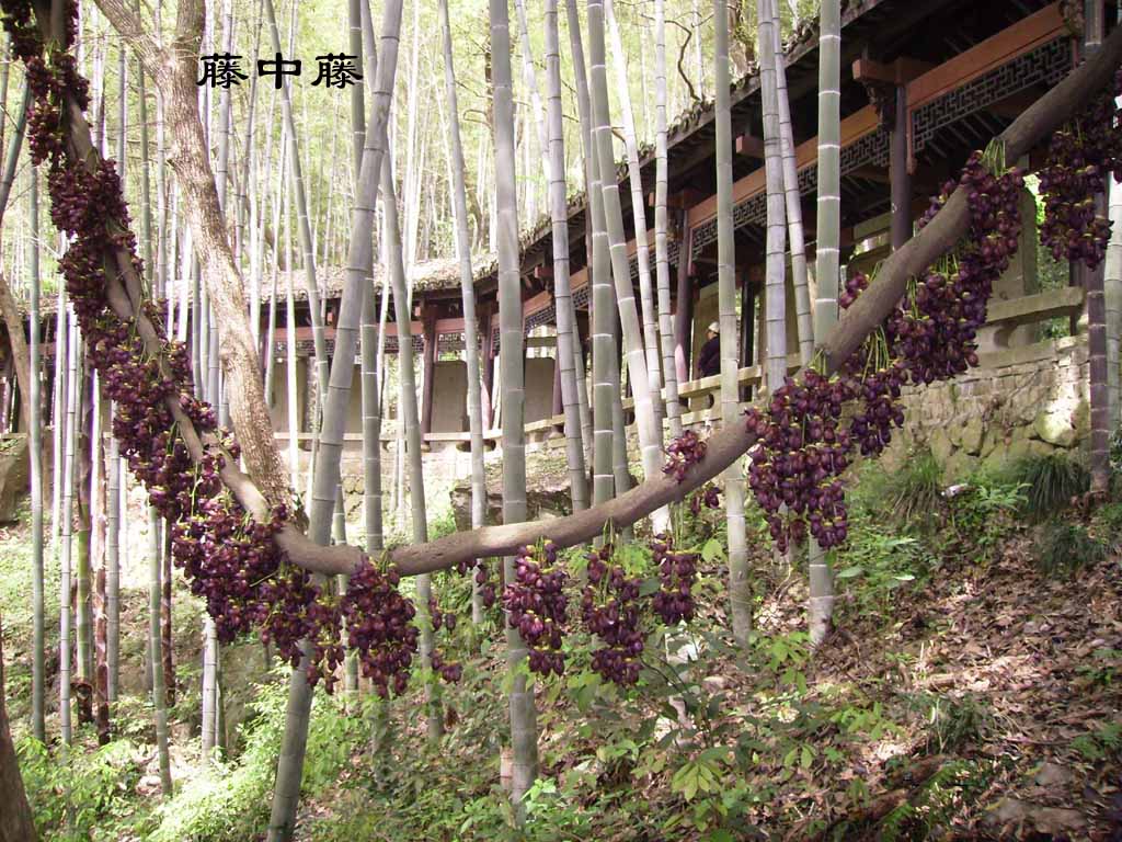 藤中藤 摄影 晚景