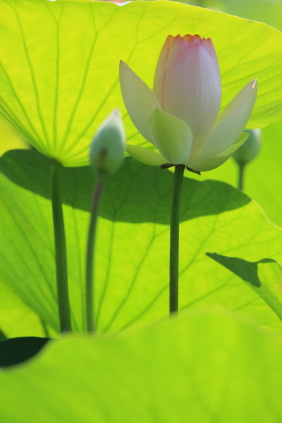 荷 摄影 洛神