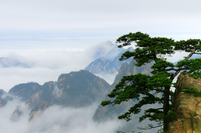 黄山松、云 摄影 绿草地