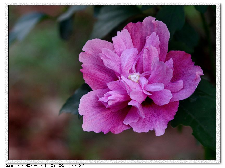 院子里的木槿花 摄影 哈亮