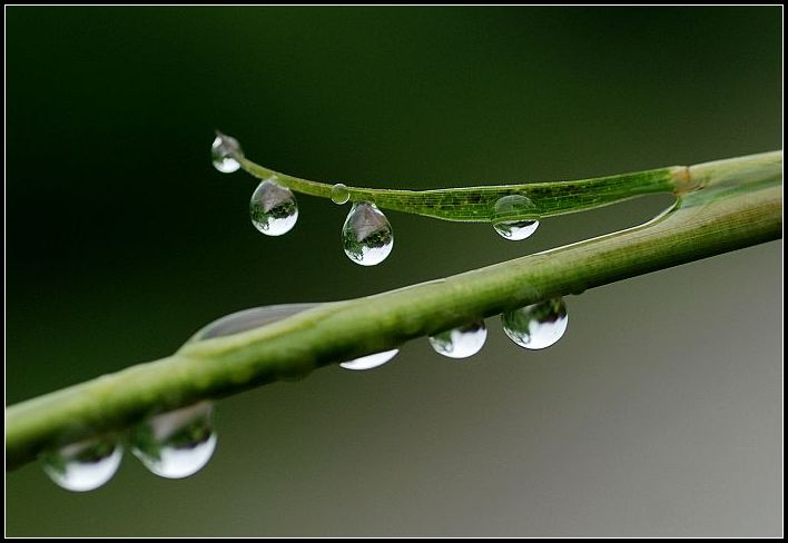 水珠 摄影 田夫