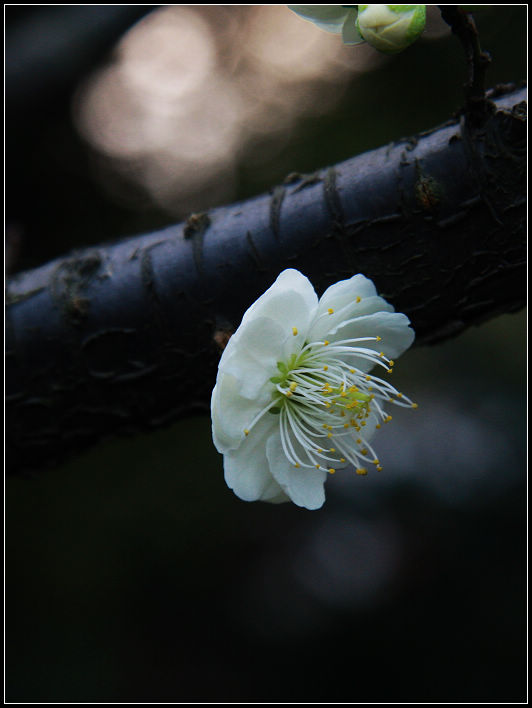 小梅花 摄影 广义