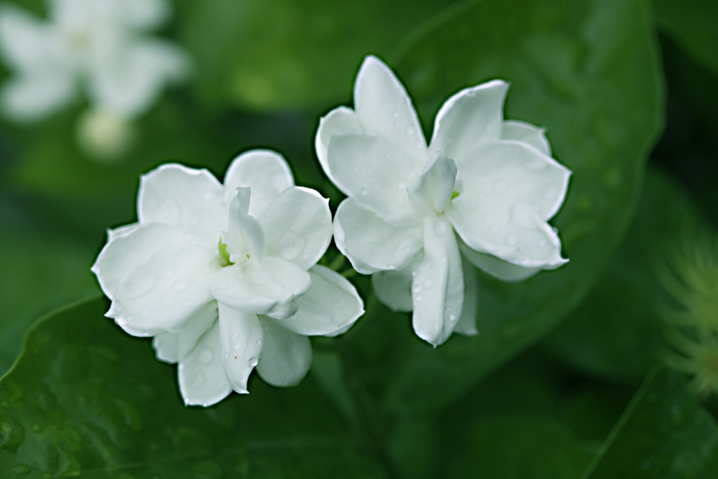 茉莉花 摄影 谷然