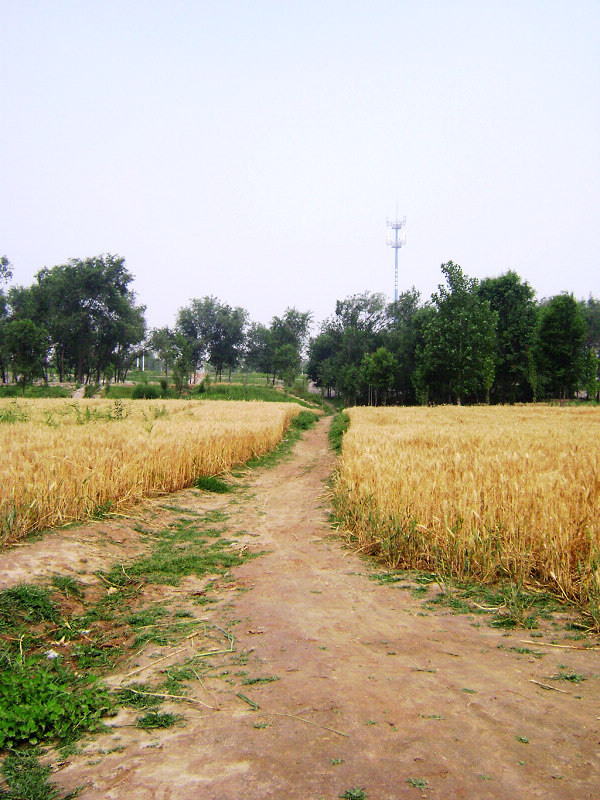 丰收的路 摄影 tangao