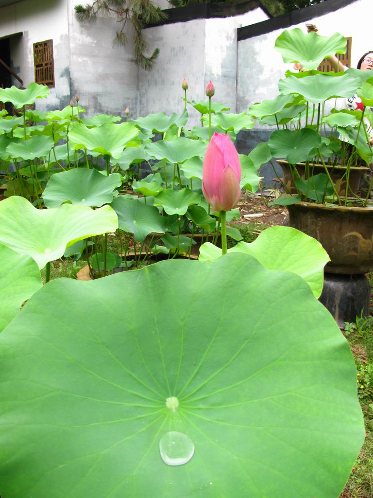 花卉.荷花 摄影 綄鎂幸福