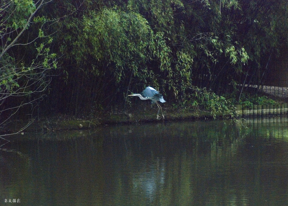 舞 摄影 皋岚