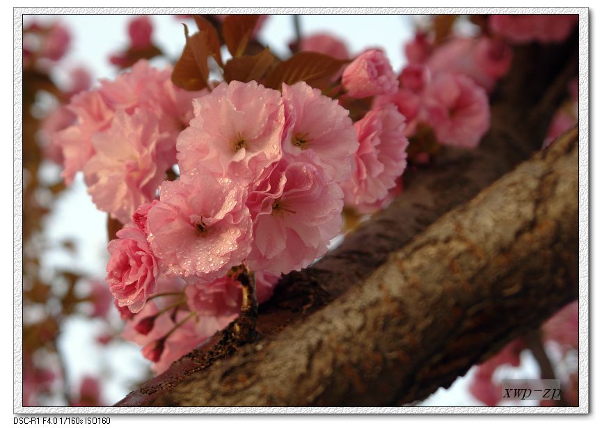 樱花 摄影 追花人