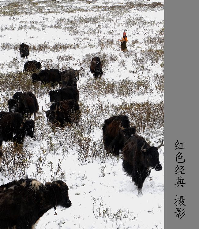 雪牧2 摄影 红色经典