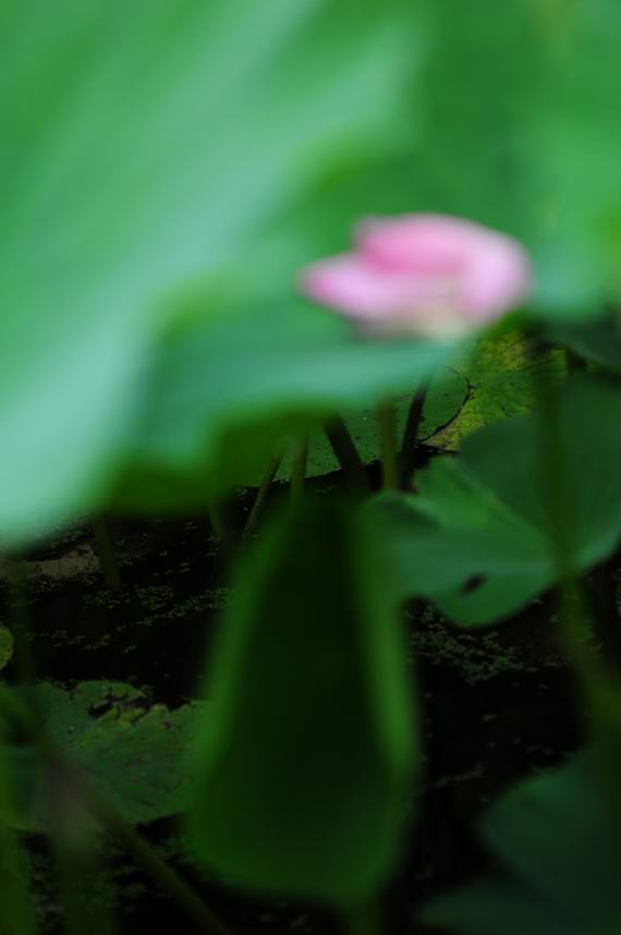 无题 摄影 雨中飞