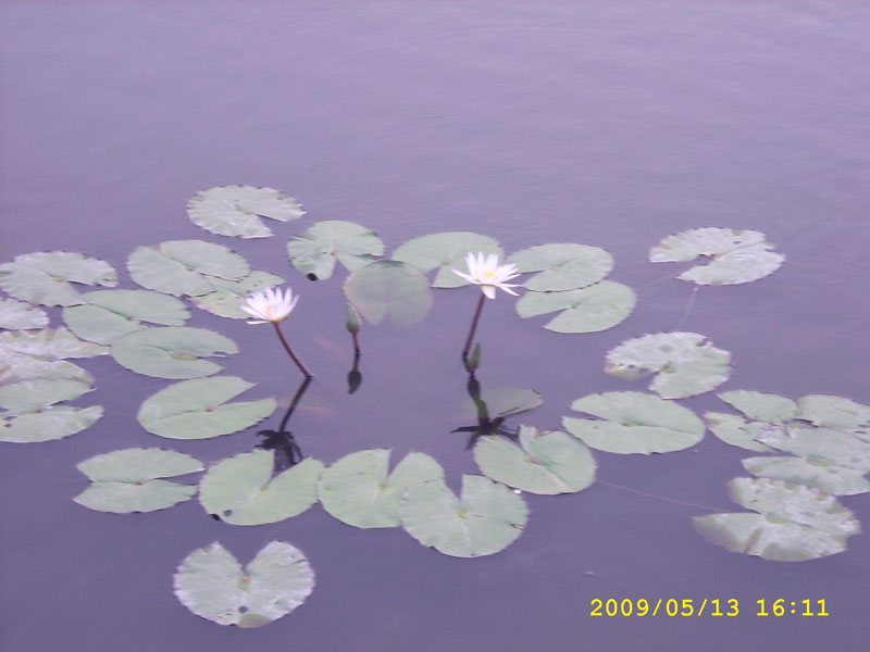 寺外的莲花 摄影 月亮花儿