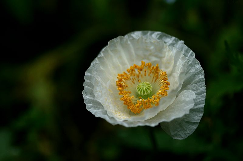 花花世界8 摄影 楚园秋韵