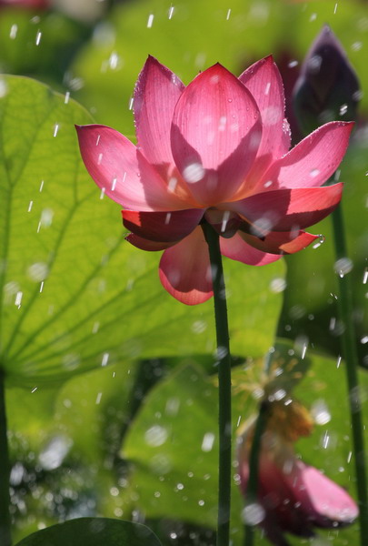 雨中荷 摄影 洛神