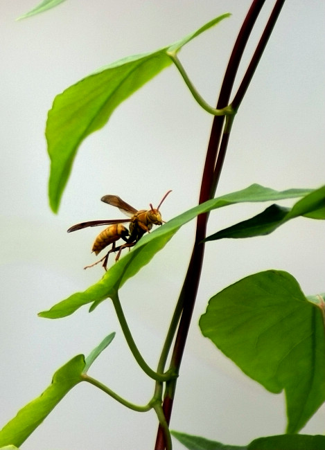 王蜂 摄影 金飞