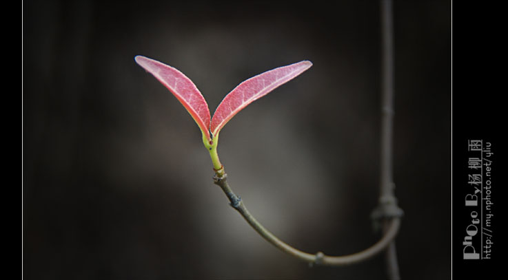 芽 摄影 楊柳雨