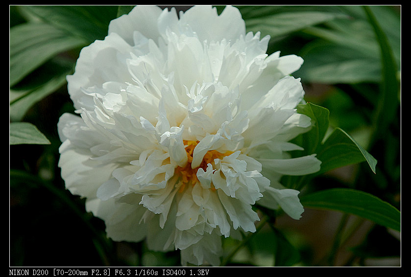 花无缺[2] 摄影 陈年普洱1