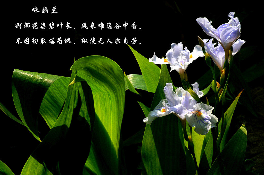 幽兰 摄影 殷涛