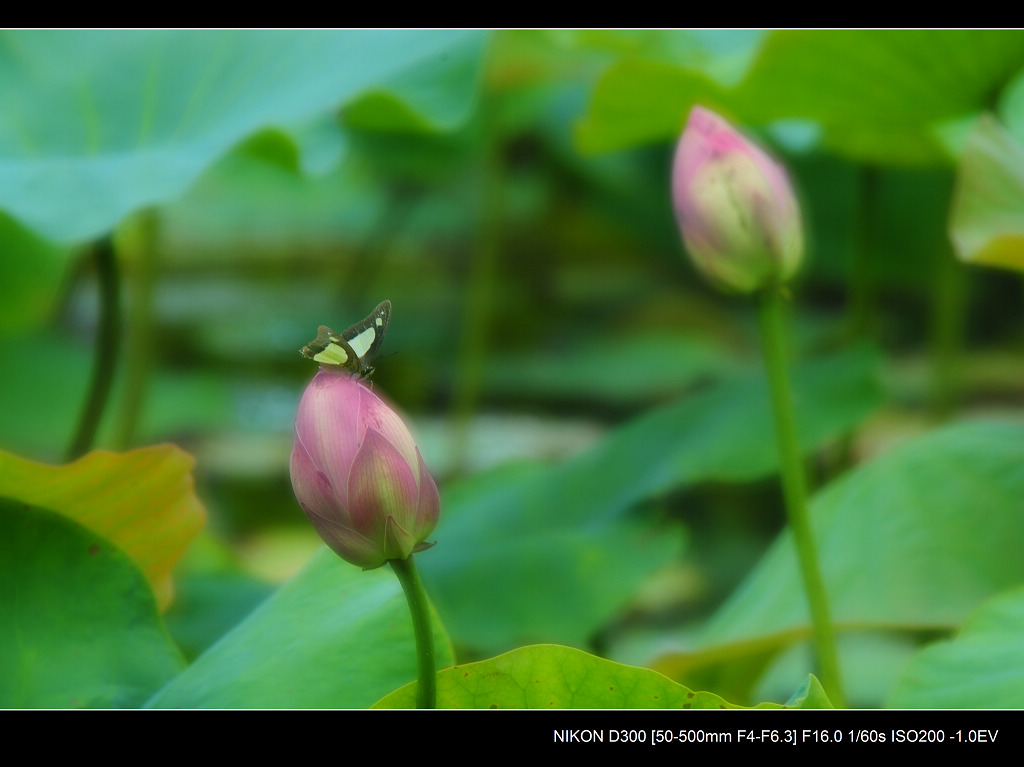 蝶儿戏芙蓉 摄影 mshy6607