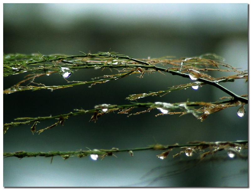 雨的印记 摄影 自然草