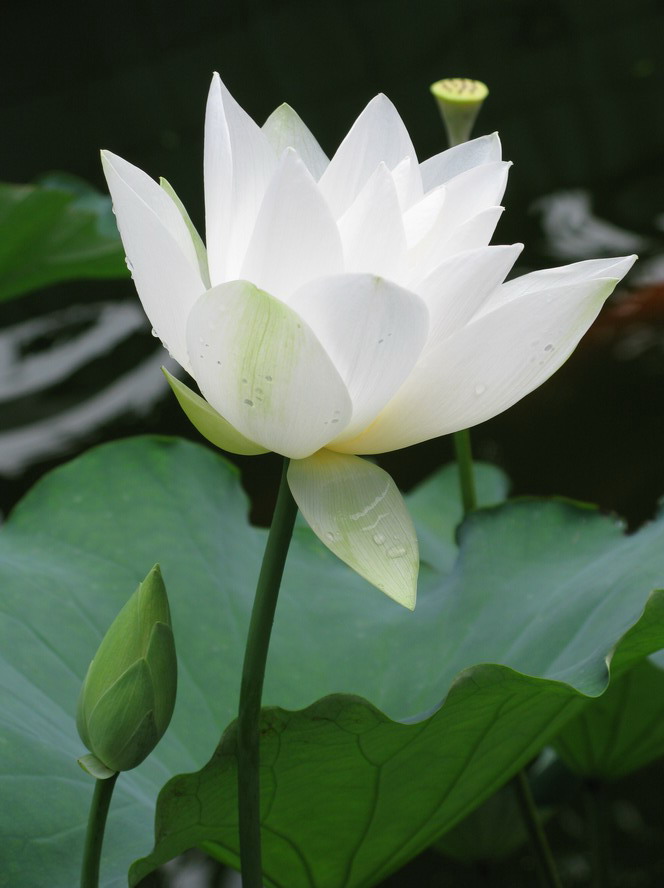 秀靥轻扬若蝶舞，浅笑无声暗香飘。 摄影 夜雨花仙