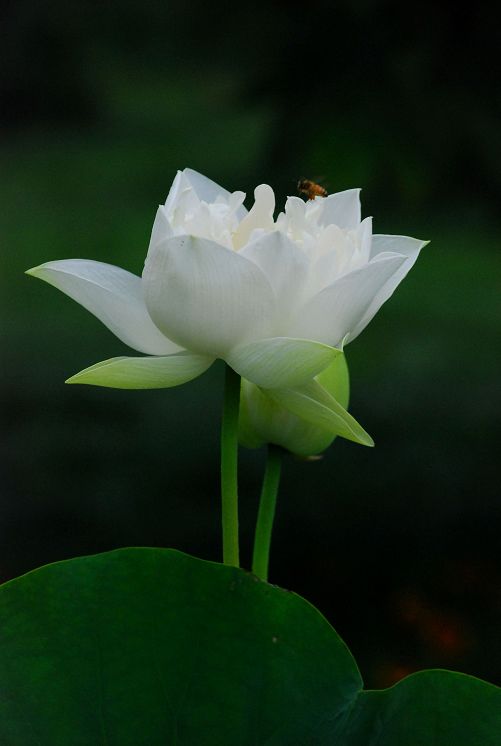 白荷花 摄影 aobentai