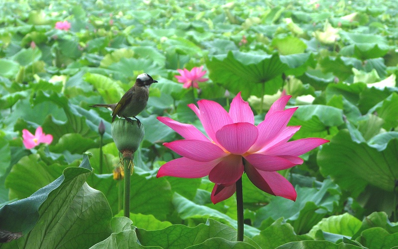 花与鸟 摄影 一口鸟