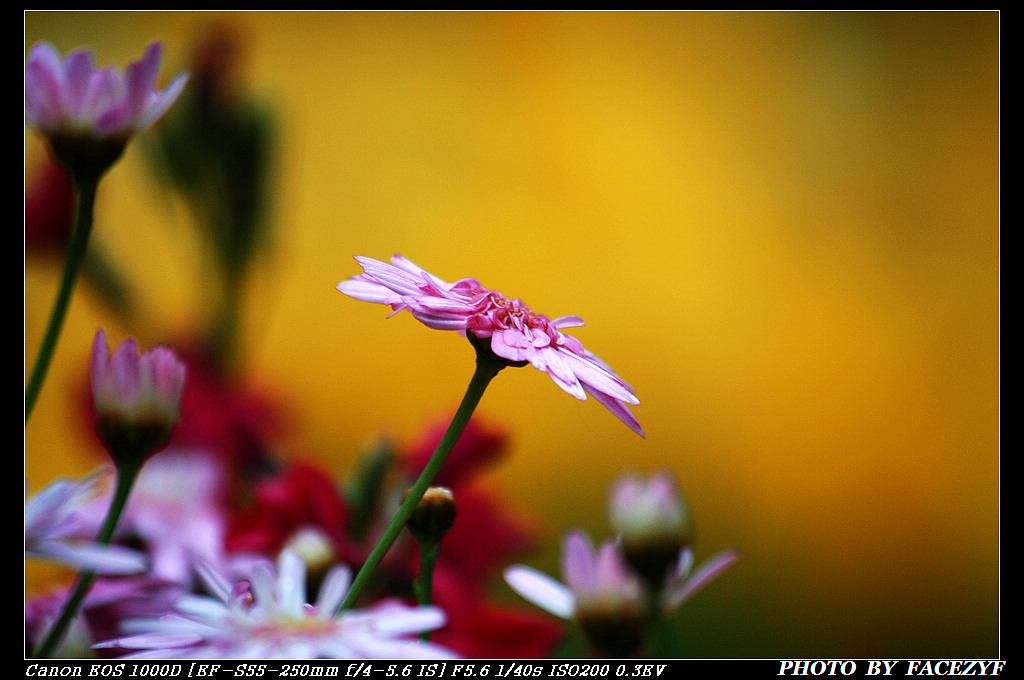 雏菊 摄影 facezyf