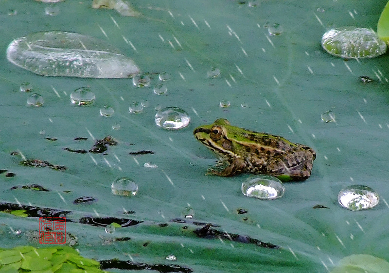 风雨小卫士 摄影 guangtiefanw