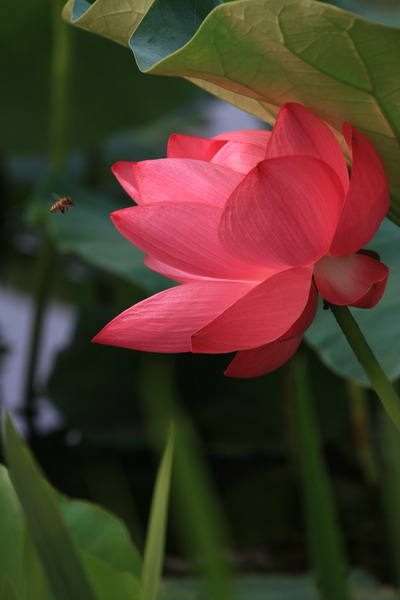 荷 摄影 洛神