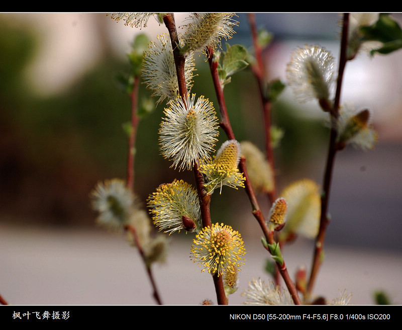 花开时节-15 摄影 枫叶飞舞