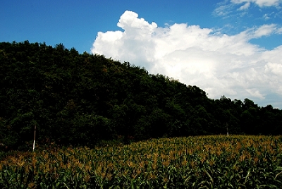 山下一片玉米地 摄影 看戏人