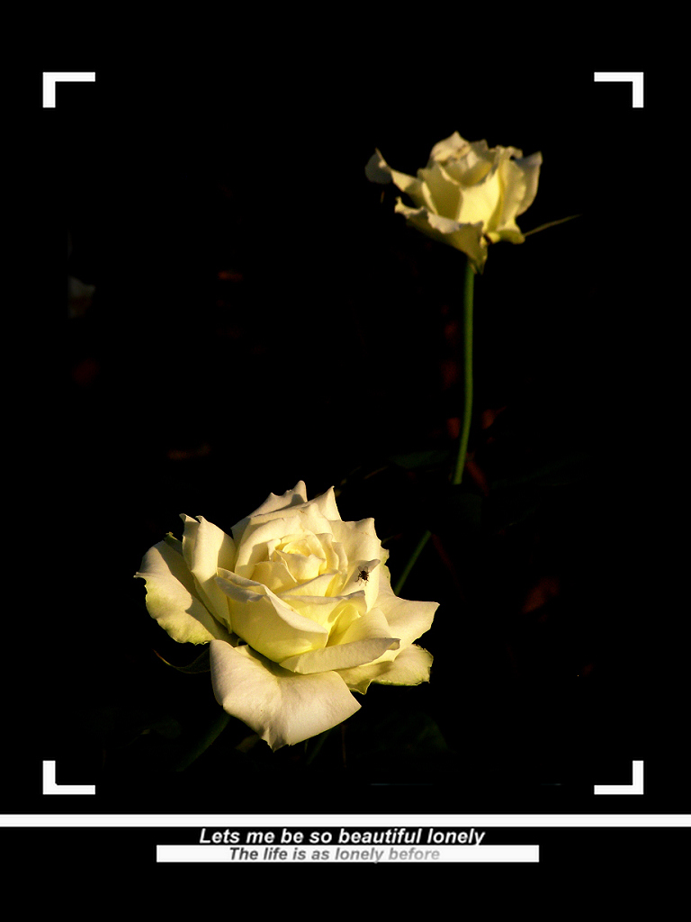 昨日黄花 摄影 雨婷