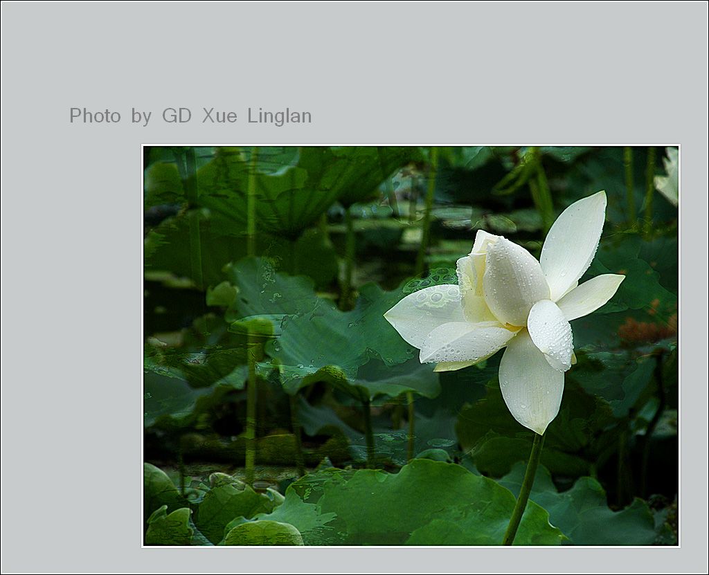 荷塘之恋 2009 044 风雨荷呤 摄影 gd雪凌蓝