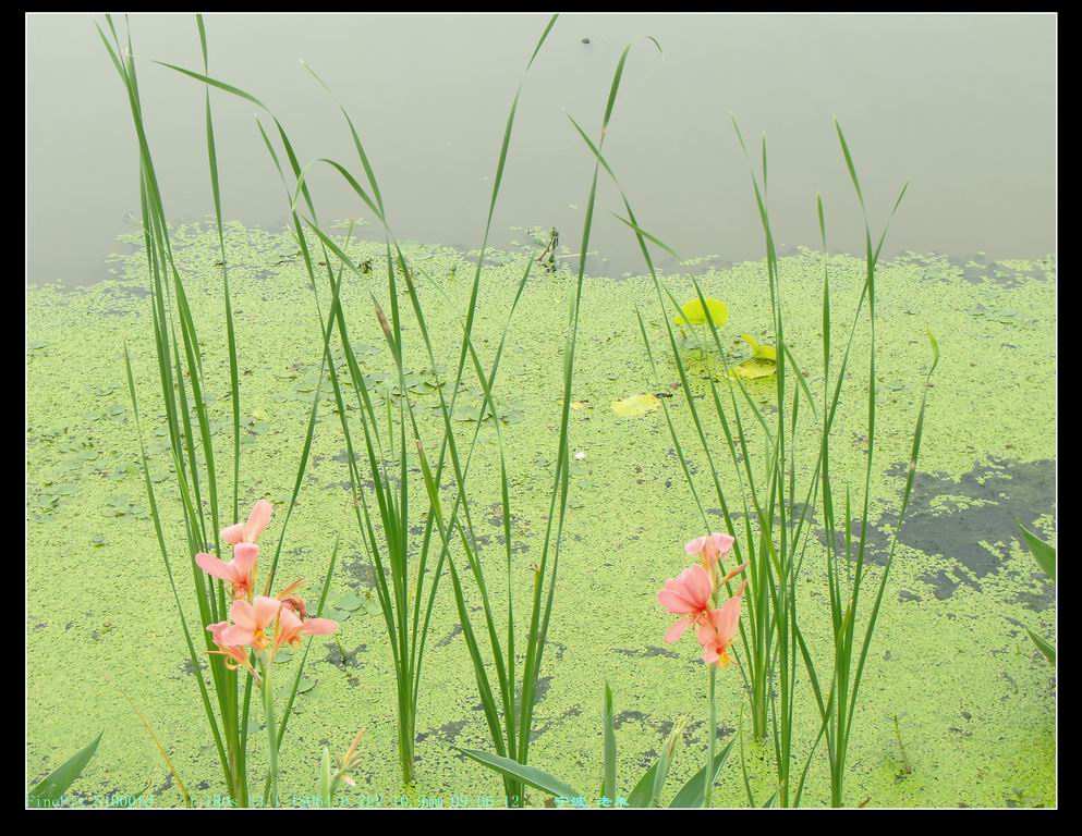 河畔.花草 摄影 老朱在宁波