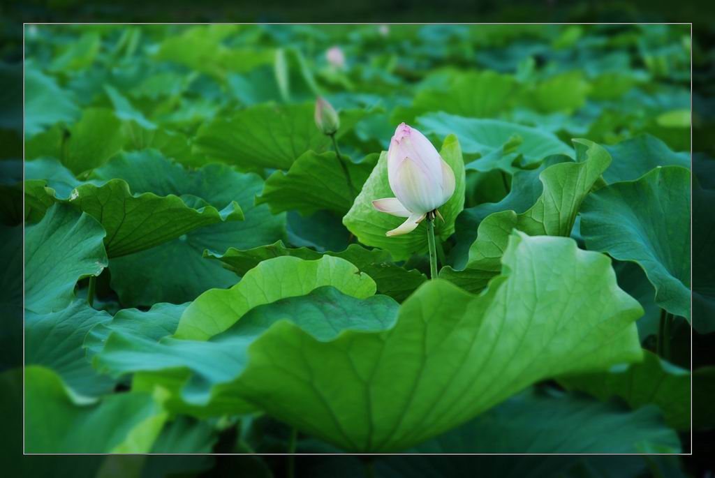 含包未放 摄影 可比克