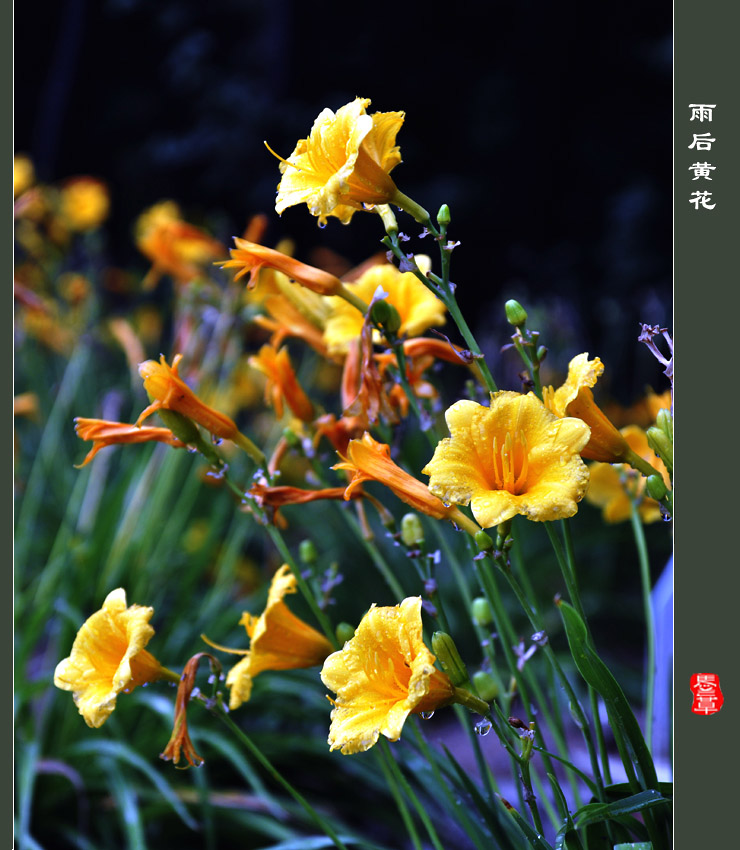 雨后黄花 摄影 初级班