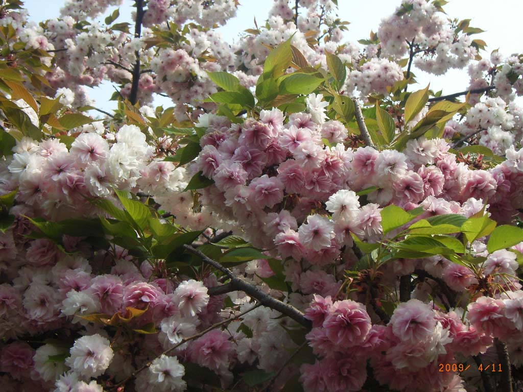 花开的季节 摄影 菲儿