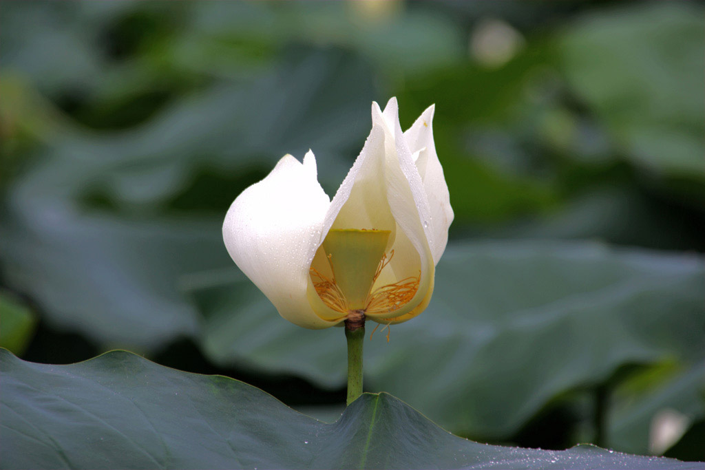 荷舞 摄影 tansang