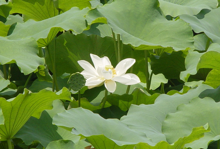 白莲花 摄影 风再起时DZF