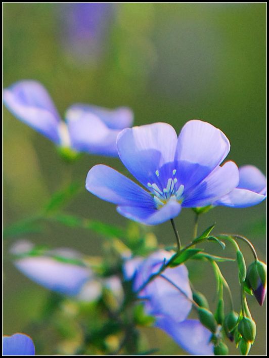 无名花 摄影 潜馨