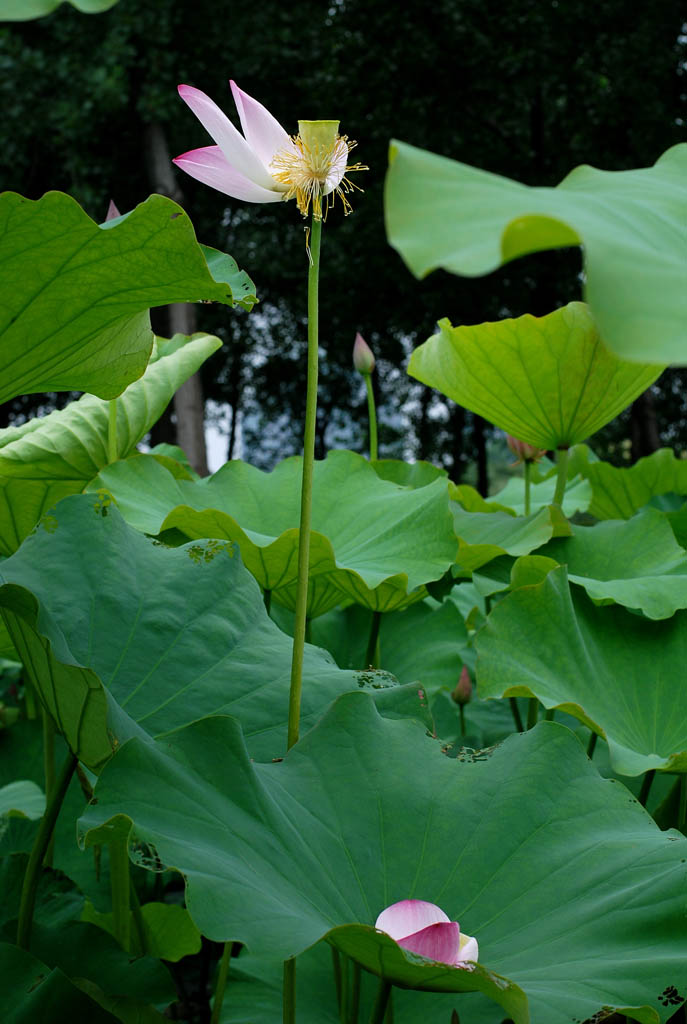 花开花落 摄影 快乐的小虎