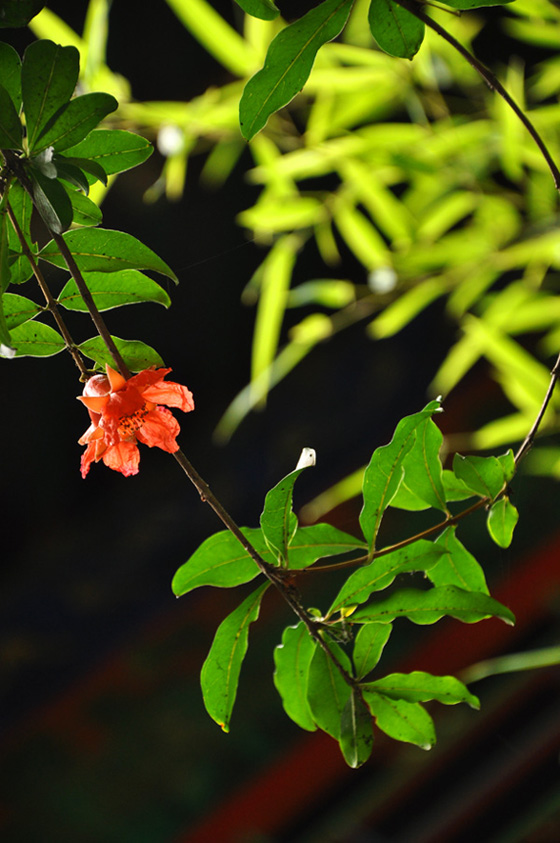 五月之石榴花 摄影 行疆